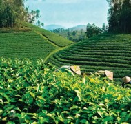 Tea industry seeks competitive edge